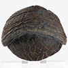 Triceratops Toenail Prop Reproduction