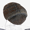 Triceratops Toenail Prop Reproduction