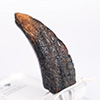 Velociraptor Toenail Prop Reproduction – Type A