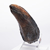 Velociraptor Toenail Prop Reproduction – Type A