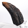 Velociraptor Toenail Prop Reproduction – Type A