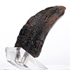 Velociraptor Toenail Prop Reproduction – Type A