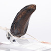 Velociraptor Toenail Prop Reproduction – Type A