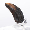 Velociraptor Toenail Prop Reproduction – Type A