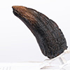 Velociraptor Toenail Prop Reproduction – Type A