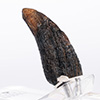 Velociraptor Toenail Prop Reproduction – Type A