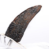 Velociraptor Toenail Prop Reproduction – Type A